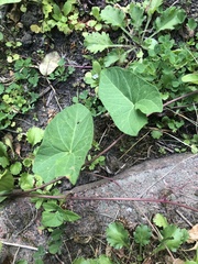 Calystegia sepium