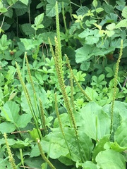 Plantago