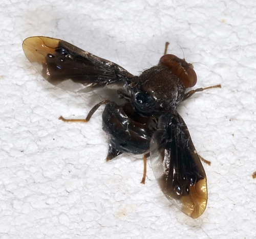 Pseudopterocalla scutellata
