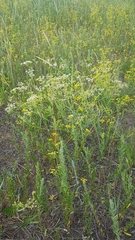 Saposhnikovia divaricata