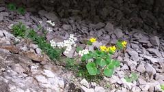 Arabis pumila