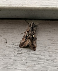 Syngrapha interrogationis