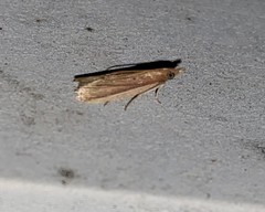 Peoria roseotinctella