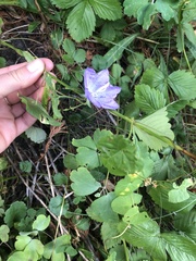 Campanula persicifolia