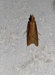 Peoria roseotinctella