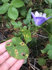 Campanula persicifolia