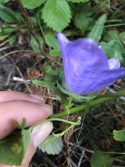 Campanula persicifolia
