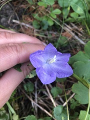 Campanula persicifolia