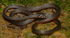 Black Coral Snake photo 2