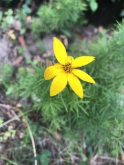 Coreopsis verticillata