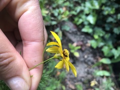 Coreopsis verticillata