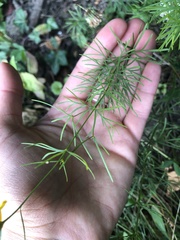 Coreopsis verticillata
