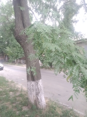 Gleditsia triacanthos