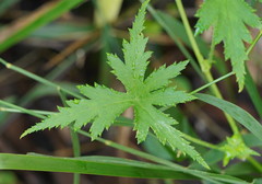 Hydrocotyle geraniifolia