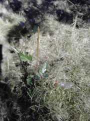 Magnoliopsida