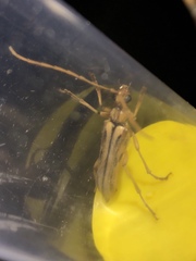 Ortholeptura valida