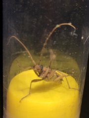 Ortholeptura valida