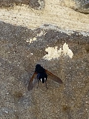 Satyramoeba hetrusca