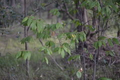 Seringia arborescens