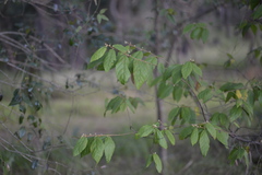 Seringia arborescens