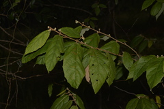 Seringia arborescens