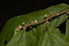 Seringia arborescens