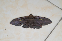 Anisoneura aluco