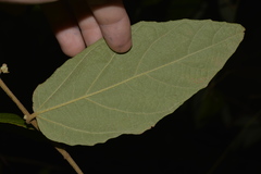 Seringia arborescens