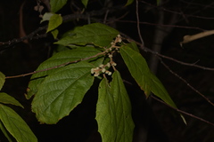 Seringia arborescens