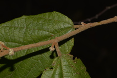 Seringia arborescens