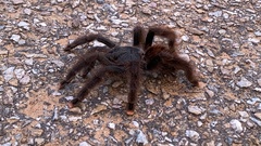 Avicularia avicularia