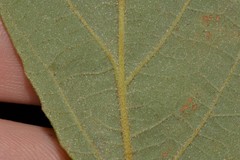 Seringia arborescens