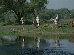 Mycteria leucocephala