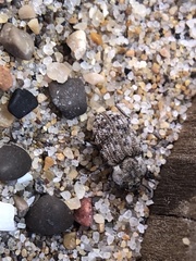 Leichenum pulchellum