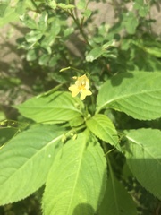 Impatiens parviflora
