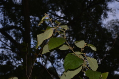 Seringia arborescens