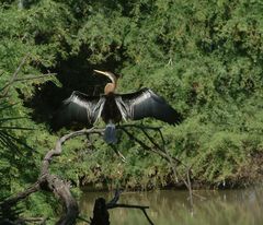 Anhinga melanogaster