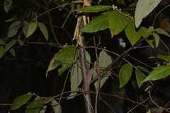 Seringia arborescens