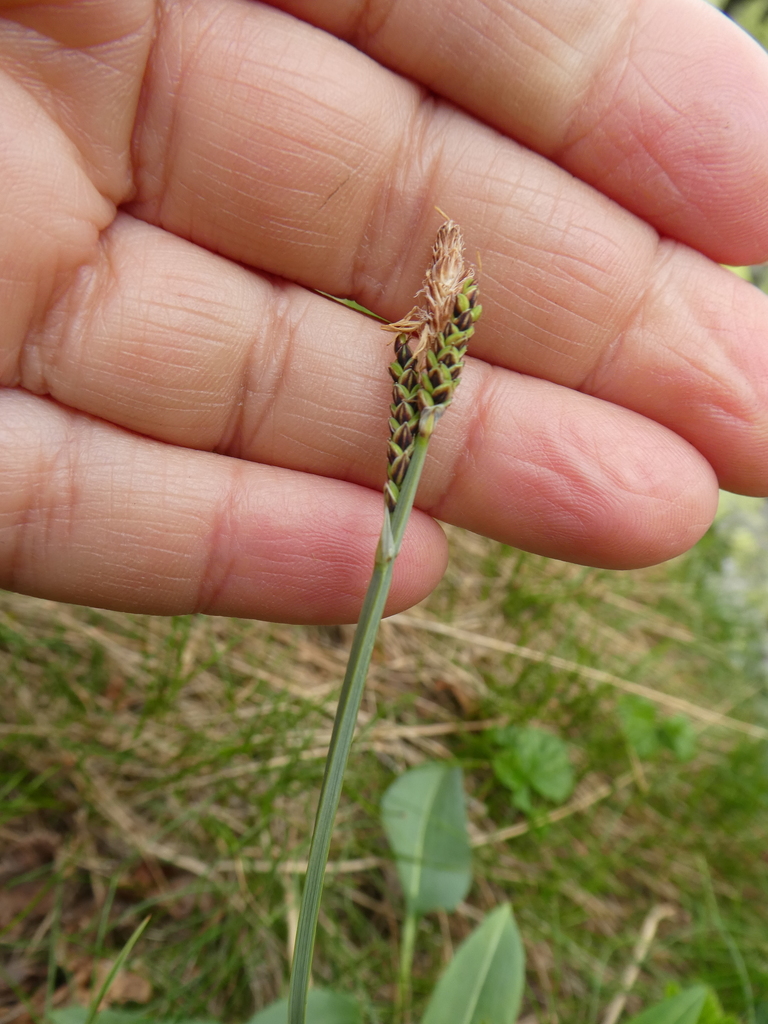 Bigelow's sedge from г. Карпинск, Свердловская обл., Россия on July 21