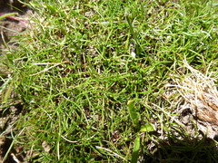 Schoenus breviculmis