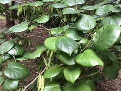 Cercis chinensis