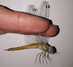 Pantala flavescens