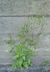 Epilobium ciliatum