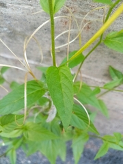 Epilobium ciliatum