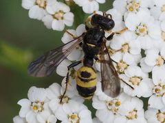 Cerceris hortivaga