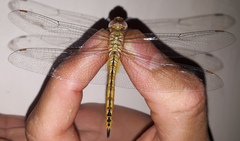 Pantala flavescens
