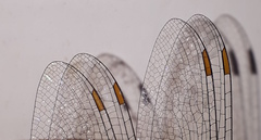 Pantala flavescens