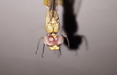 Pantala flavescens