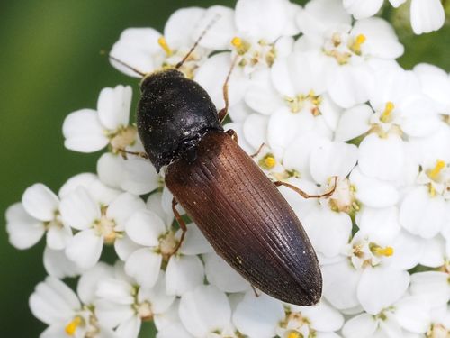 Western click beetle