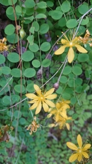 Hypericum nummularium